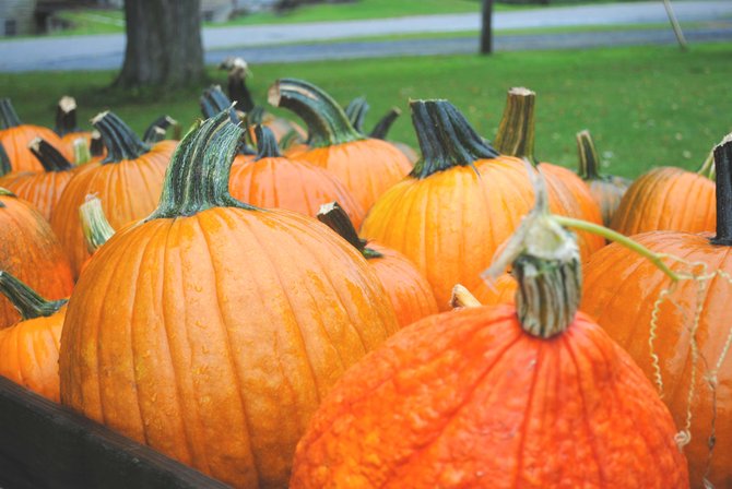  - Pumpkins_DSC_0502_t670