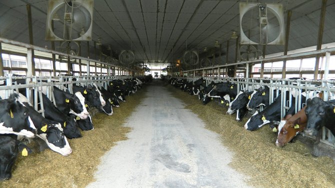 cow dairy farm