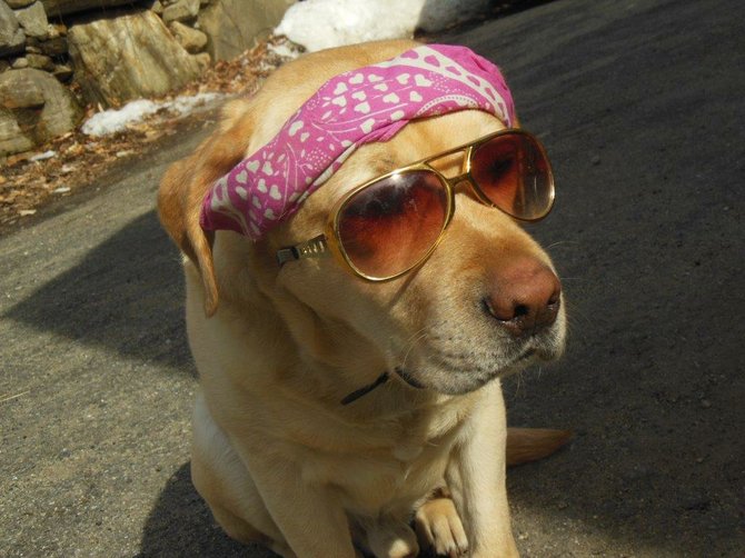 A local dog named Finnigan poses patiently for a photograph as if he is ready to attend Woofstock, a festival now in the planning stages that is expected to celebrate alternative culture as well as dogdom and classic rock ‘n roll. Finnigan’s owner is Angie Mead, daughter of Cindy Mead, who is organizing the festival. Photo provided