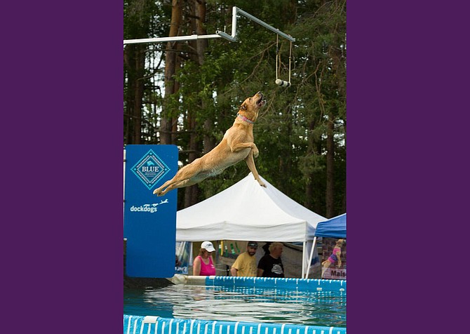 A dog entered in a dog diving competition sponsored by the Hudson Valley Dock Dogs leaps to catch a lure before plunging into a pool during an event at Adirondack Woof Stock 2015 in Chestertown this weekend. The festival, billed as “a weekend of peace, paws and music,” drew an estimated 2,500 or more to town for canine activities and a celebration of 1960s culture and music. Photo by Brandon Himoff